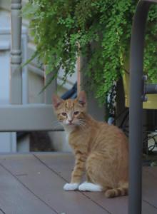 Jacoby - Domestic Kitten For Sale - Myerstown&comma; PA&comma; US