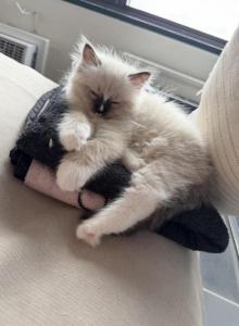 Stella - Ragdoll Kitten For Sale - Manhattan&comma; NY&comma; US