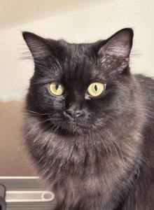 BLACK VELVET - Munchkin Kitten For Sale - Brookings&comma; OR&comma; US