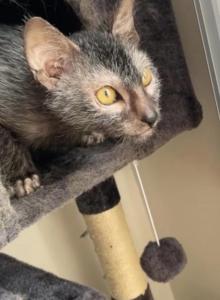 Ren - Lykoi Cat For Adoption - CA&comma; US