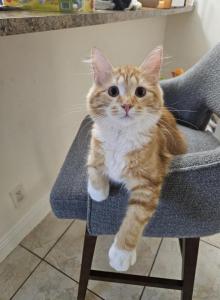 Betty White Claw - Domestic Kitten For Adoption - Boca Raton, FL, US Betty White Claw - Domestic Kitten For Adoption - Boca Raton, FL, US
