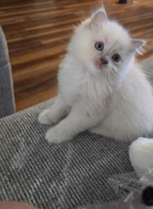 Raggedy Ann - Ragdoll Kitten For Sale - Lititz, PA, US Raggedy Ann - Ragdoll Kitten For Sale - Lititz, PA, US