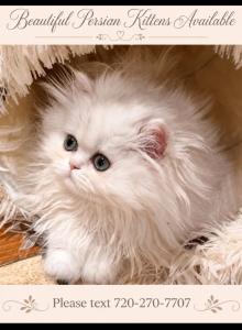 Bel Esprit Angel - Persian Kitten For Sale - Golden, CO, US Bel Esprit Angel - Persian Kitten For Sale - Golden, CO, US