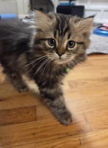 Rudy - Ragdoll Kitten For Sale - Hackettstown&comma; NJ&comma; US