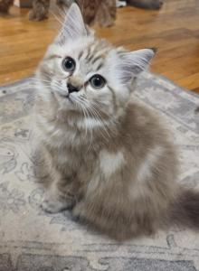 Erline - Ragdoll Kitten For Sale - Hackettstown&comma; NJ&comma; US