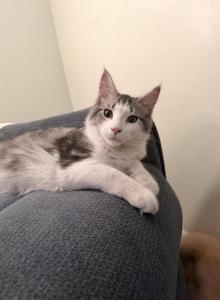 Orion - Maine Coon Kitten For Adoption - NY, US Orion - Maine Coon Kitten For Adoption - NY, US