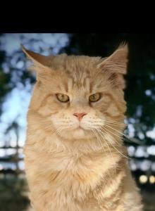 Bugatto - Maine Coon Cat For Sale - McArthur&comma; CA&comma; US
