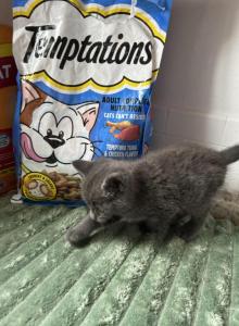 Binky - Russian Blue Kitten For Sale - West Covina, CA, US Binky - Russian Blue Kitten For Sale - West Covina, CA, US