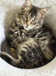 Litter mix - Maine Coon Kitten For Sale - Cape Coral, FL, US Litter mix - Maine Coon Kitten For Sale - Cape Coral, FL, US