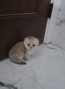 Max - Scottish Fold Kitten For Sale - Tacoma, WA, US Max - Scottish Fold Kitten For Sale - Tacoma, WA, US