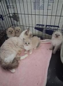 Ragdoll Kittens - Ragdoll Kitten For Sale - Delano, CA, US Ragdoll Kittens - Ragdoll Kitten For Sale - Delano, CA, US