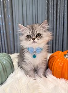 PRINCE - Persian Kitten For Sale - Sand Lake, FL, US PRINCE - Persian Kitten For Sale - Sand Lake, FL, US