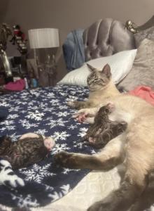 Chloes litter Bengal siamese kittens - Bengal Kitten For Sale - Galloway, NJ, US Chloes litter Bengal siamese kittens - Bengal Kitten For Sale - Galloway, NJ, US
