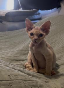 Goldie - Devon Rex Kitten For Sale - Bernalillo, NM, US Goldie - Devon Rex Kitten For Sale - Bernalillo, NM, US
