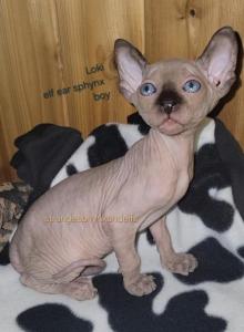Loki - Sphynx Kitten For Sale - Moline, IL, US Loki - Sphynx Kitten For Sale - Moline, IL, US