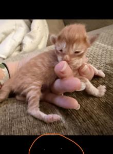 Maine Coon kittens TICA Registered - Maine Coon Kitten For Sale - Epping, NH, US Maine Coon kittens TICA Registered - Maine Coon Kitten For Sale - Epping, NH, US