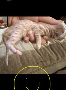 Maine Coons Ready November TICA Registered - Maine Coon Kitten For Adoption - Epping, NH, US Maine Coons Ready November TICA Registered - Maine Coon Kitten For Adoption - Epping, NH, US