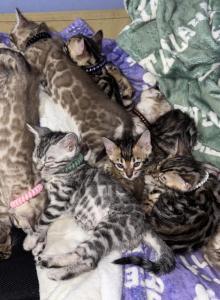 Storm and Chip litter - Bengal Kitten For Sale - Tallahassee, FL, US Storm and Chip litter - Bengal Kitten For Sale - Tallahassee, FL, US