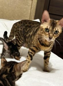 Zena and kitties - Bengal Cat For Sale - CA, US Zena and kitties - Bengal Cat For Sale - CA, US