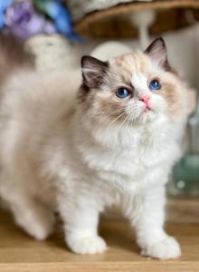 Moksha - Ragdoll Kitten For Sale - Green Acres&comma; FL&comma; US