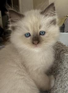 Woody - Ragdoll Kitten For Sale - Denver, PA, US Woody - Ragdoll Kitten For Sale - Denver, PA, US