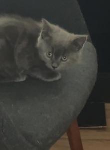 Himalayan Grey Kitten - Himalayan Kitten For Sale - Chicago, IL, US Himalayan Grey Kitten - Himalayan Kitten For Sale - Chicago, IL, US