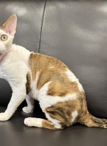 LUNAR - Devon Rex Cat For Sale - Brooklyn, NY, US LUNAR - Devon Rex Cat For Sale - Brooklyn, NY, US