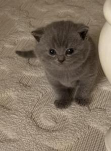 Males and females - British Shorthair Kitten For Adoption - MA, US Males and females - British Shorthair Kitten For Adoption - MA, US
