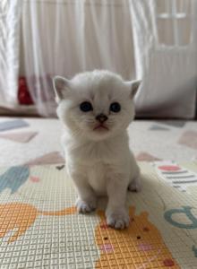Scottish Straight male kitten snow white - Scottish Straight Kitten For Sale - Sterling, VA, US Scottish Straight male kitten snow white - Scottish Straight Kitten For Sale - Sterling, VA, US
