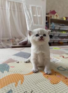Scottish Straight female kitten snow white - Scottish Straight Kitten For Sale - Sterling, VA, US Scottish Straight female kitten snow white - Scottish Straight Kitten For Sale - Sterling, VA, US