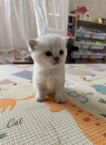Scottish Straight female kitten snow white - Scottish Straight Kitten For Sale - Sterling, VA, US Scottish Straight female kitten snow white - Scottish Straight Kitten For Sale - Sterling, VA, US