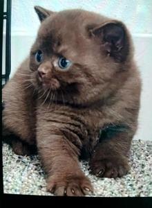 Luxury Kitty Love - British Shorthair Kitten For Sale - WA, US Luxury Kitty Love - British Shorthair Kitten For Sale - WA, US