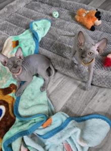 Gorgeous Sphynx Kittens - Sphynx Kitten For Sale - Delavan, WI, US Gorgeous Sphynx Kittens - Sphynx Kitten For Sale - Delavan, WI, US