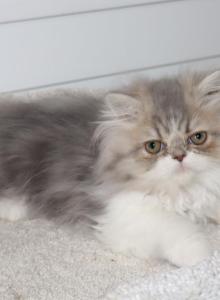 Cory - Persian Kitten For Sale - Enola, PA, US Cory - Persian Kitten For Sale - Enola, PA, US