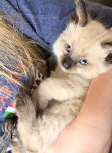 Blue eyed ragdoll balinese kittens - Ragdoll Kitten For Sale - Gilbert, AZ, US Blue eyed ragdoll balinese kittens - Ragdoll Kitten For Sale - Gilbert, AZ, US