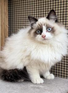 Fluffy handsome boy Ragdoll Male - Ragdoll Kitten For Adoption - Auburn, WA, US Fluffy handsome boy Ragdoll Male - Ragdoll Kitten For Adoption - Auburn, WA, US