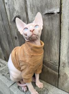 Donald - Sphynx Kitten For Adoption - CA, US Donald - Sphynx Kitten For Adoption - CA, US
