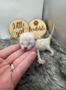Pip - Bengal Kitten For Sale - ME, US Pip - Bengal Kitten For Sale - ME, US