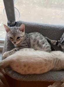 Bengal kittens - Bengal Kitten For Sale - New Lebanon, OH, US Bengal kittens - Bengal Kitten For Sale - New Lebanon, OH, US