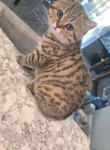 Lilly - Scottish Straight Kitten For Sale - Naperville, IL, US Lilly - Scottish Straight Kitten For Sale - Naperville, IL, US