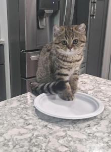 Lilly - Scottish Straight Kitten For Sale - Naperville, IL, US Lilly - Scottish Straight Kitten For Sale - Naperville, IL, US