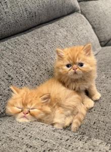 Male and female kittens available - Persian Kitten For Adoption - Sarasota&comma; FL&comma; US