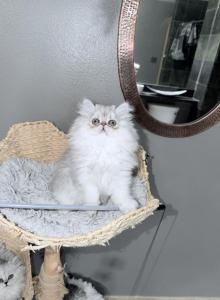 Shaded Lilac Chinchilla - Persian Kitten For Sale - Cannon Beach, OR, US Shaded Lilac Chinchilla - Persian Kitten For Sale - Cannon Beach, OR, US