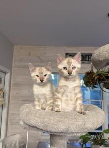 Bengal kittens available - Bengal Kitten For Sale - Blaine, TN, US Bengal kittens available - Bengal Kitten For Sale - Blaine, TN, US