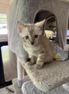 Bengal male kitten available - Bengal Kitten For Sale - Blaine&comma; TN&comma; US