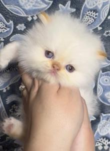 Pip - Himalayan Kitten For Sale - Reidsville, NC, US Pip - Himalayan Kitten For Sale - Reidsville, NC, US