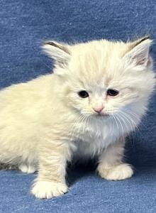McQueen - Siberian Kitten For Sale - Milton Freewater&comma; OR&comma; US
