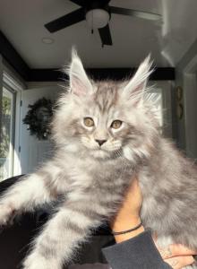 Dark Green collar - Maine Coon Kitten For Sale - La Porte, IN, US Dark Green collar - Maine Coon Kitten For Sale - La Porte, IN, US