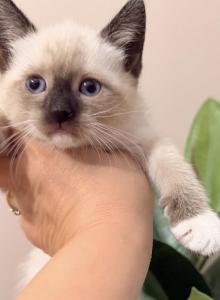 Adorable Siamese kitty - Siamese Kitten For Sale - Enfield, CT, US Adorable Siamese kitty - Siamese Kitten For Sale - Enfield, CT, US