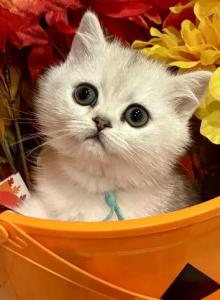 Ella - British Shorthair Kitten For Sale - OR, US Ella - British Shorthair Kitten For Sale - OR, US